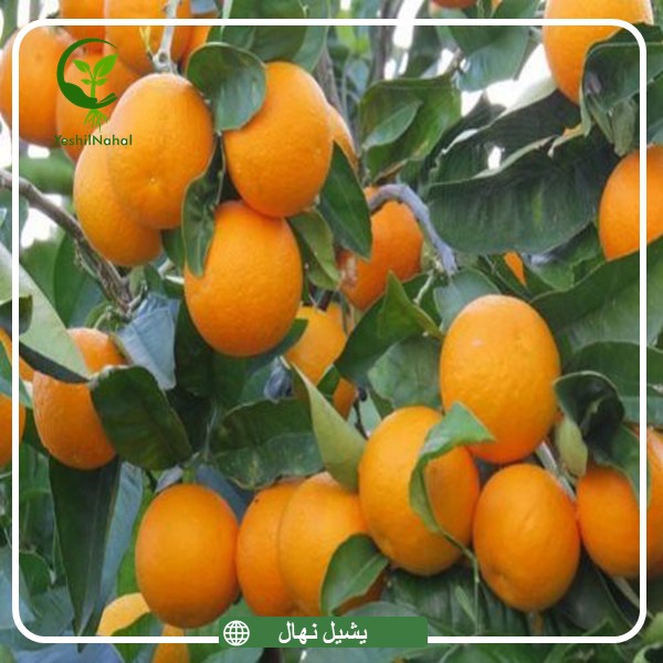 نهال پرتقال والنسیا